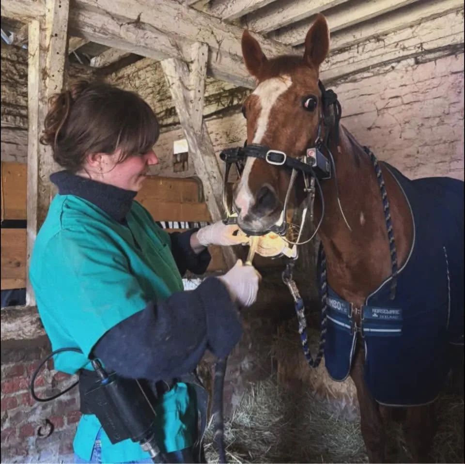 Nina Sedard réalisant un soin dentaire sur un cheval