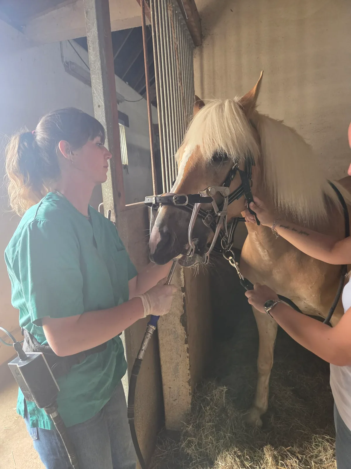Nina Sedard et Laurielle Mignot réunies autour d’un cheval pendant une consultation commune