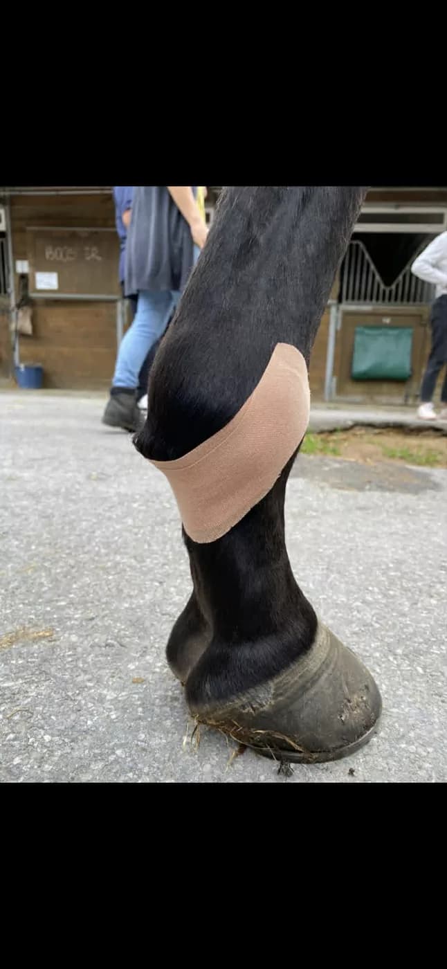 Bande de KTAPE au niveau du boulet d'un cheval pour la proprioception