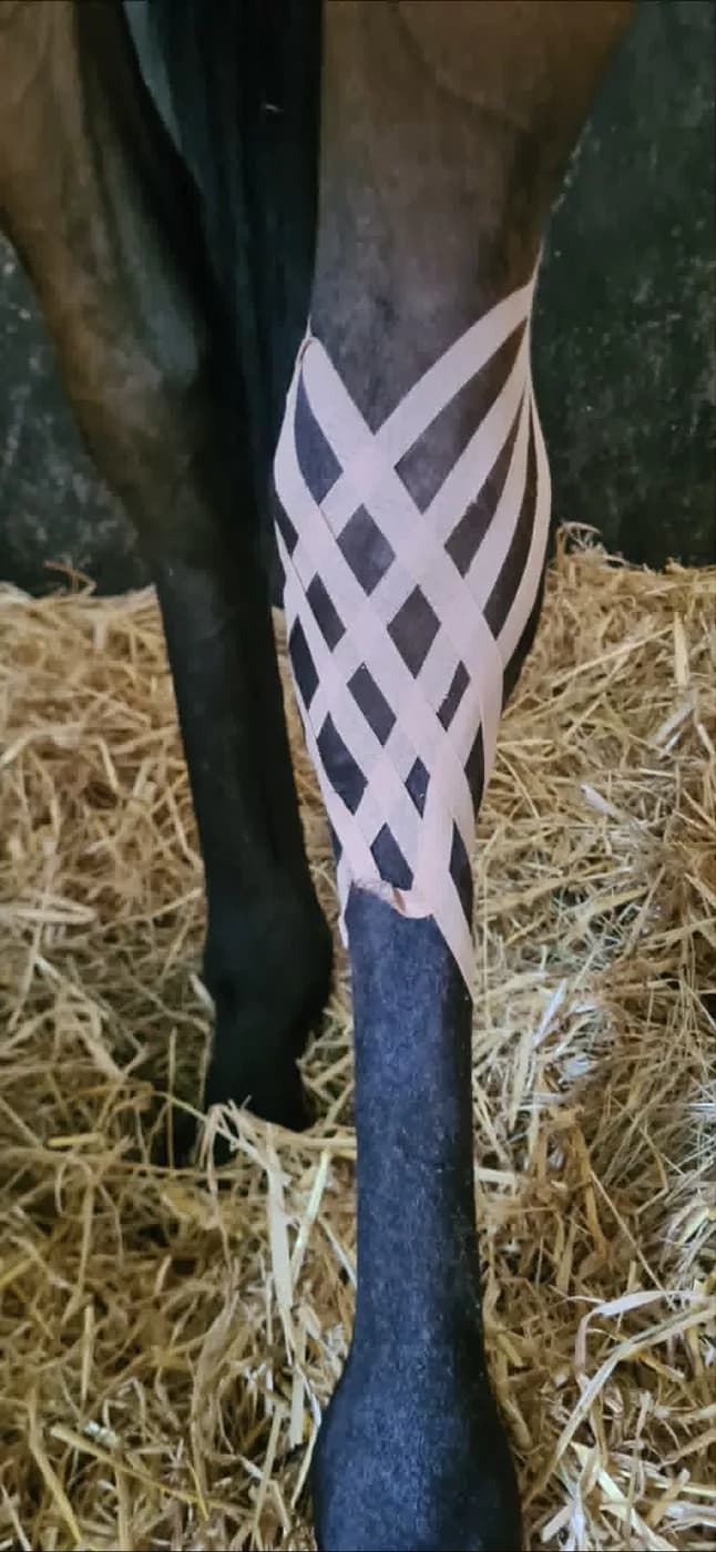 KTAPE posé en treillis sur un membre de cheval pour favoriser le drainage